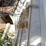 Cunda Sir Ayvalı